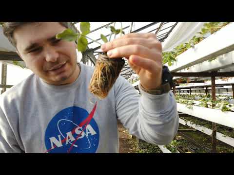 რომელი მარწყვის სახეობა სჯობს?