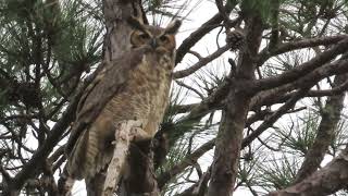 great horned owl harassed by bluejays