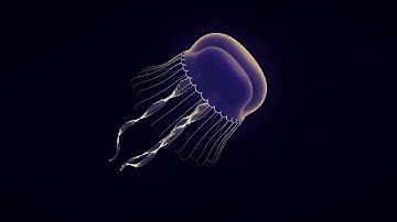 Jellyfish Project | Timelapse
