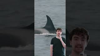 How much can you tell about an orca just by looking at its fin