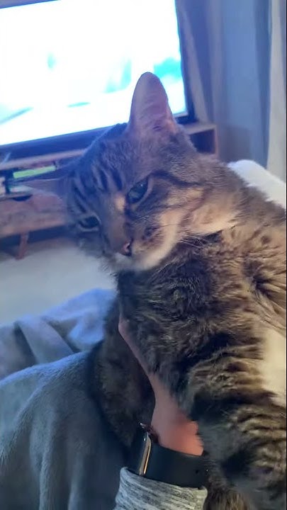 cat-vibing-to-what-is-love-song-youtube
