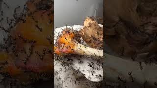 I Gave My Ants A Chicken Drumstick 🍗