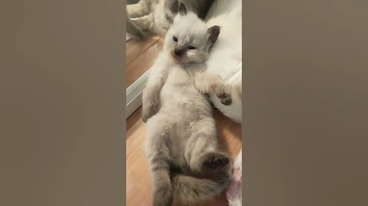 Video 5216331: britishshorthair munchkin meow, munchkin kitten cutecat catlovers, white munchkin kitten