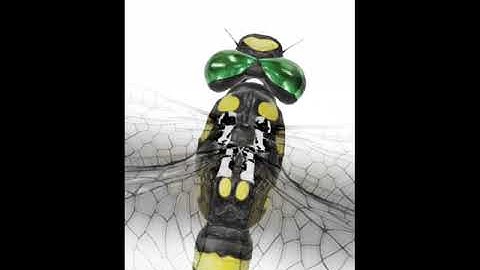 Dragonfly Google View in 3D with Argumented Reality AR available - Insect