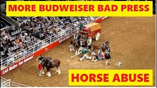 More Bad Press For Budweiser Clydesdale Wagon Accident - Abusing Horses For Profit &amp; Advertising