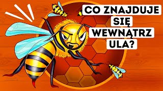 Co byśmy zobaczyli, gdybyśmy mogli dostać się do wnętrza ula?