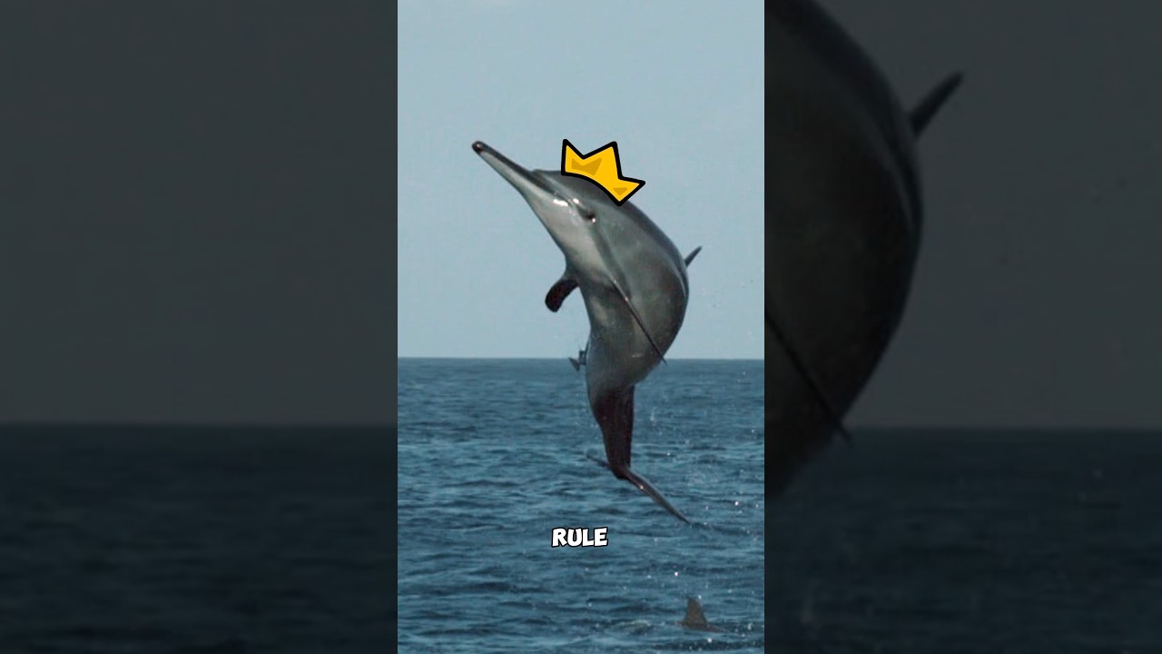 Are Dolphins 🐬 Gonna Rule the World? We Where Not Paid by Our New Overlords 🐬 to Say This!