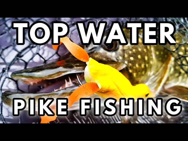 Topwater Lures For Pike - Canal Pike Fishing 