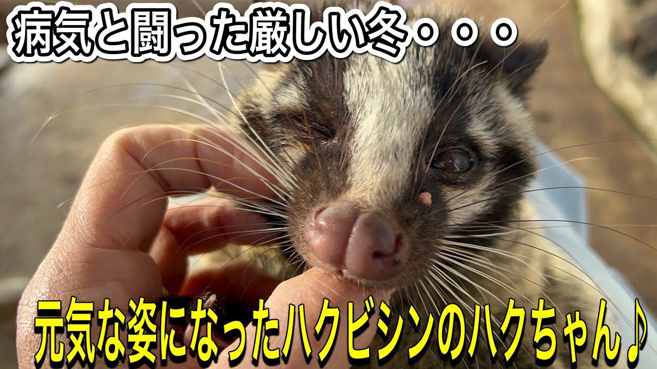 病気と闘った保護ハクビシン。無事に回復し元気な姿を見せてくれるよう