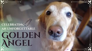 Remembrance: Honoring the Past, Embracing the Future | Our Beloved Dog Cafe Vlog