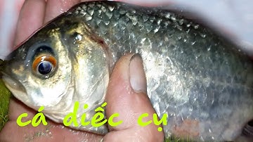 Kích Cá Được Em Cá Diếc Cụ