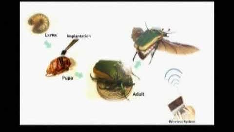 Cyborg beetle flies by wireless Video Reuters