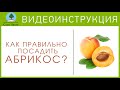 Посадка абрикоса. Видеоинструкция от Питомника "Сады Урала"