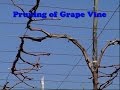 Pruning of Grape Vines
