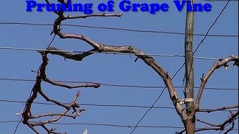 Pruning of Grape Vines