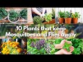 10 Plants to Repel Mosquitoes & Flies 🌿