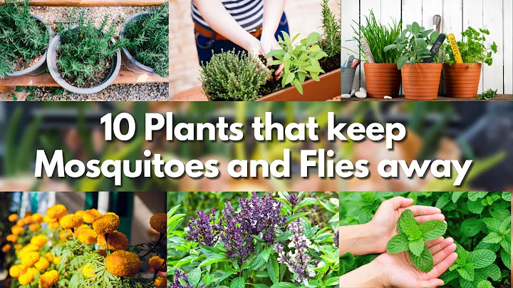 10 Plants that keep Mosquitoes and Flies away 🍃🦟 mosquito repellent plants 🍃🦟 - DayDayNews