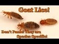 Goat Lice & Diatomaceous Earth