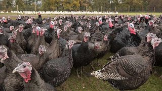 How To Start Commercial Turkey Farming At A Low Cost But Maximize PROFITS | Detailed 2023