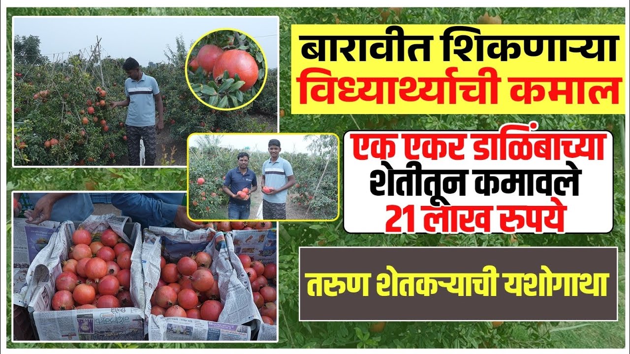 12 वीच्या विद्यार्थ्याने एक एकर डाळिंबाच्या शेतातून कमावले 21 लाख रुपये