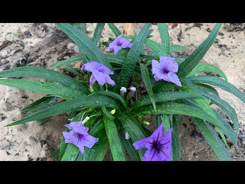 فيديو: أصناف البطونية الأرجوانية الشهيرة - زراعة زهور البتونيا ذات اللون الأرجواني