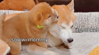 Puppy Hurt his Mom by Mistake 😔
