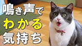 なつき度診断 愛猫のなつき度レベルをチェック 猫のなつき度をあげる方法も紹介 保護猫 Youtube なつき度診断 愛猫のなつき度レベルをチェック 猫のなつき度をあげる方法も紹介 保護猫 Youtube