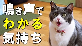 猫の鳴き声にはどんな意味がある鳴き声からわかる猫の気持ち【保護猫】