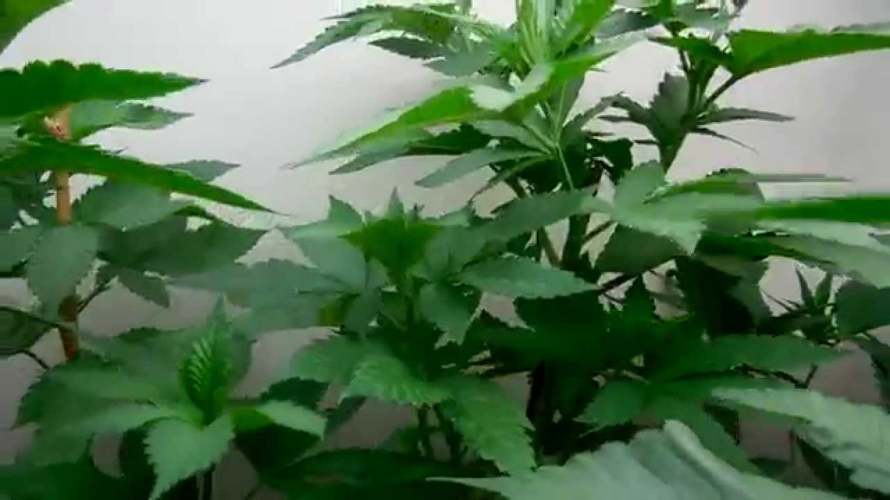 Bloo Tooth (SickMeds) Update 8