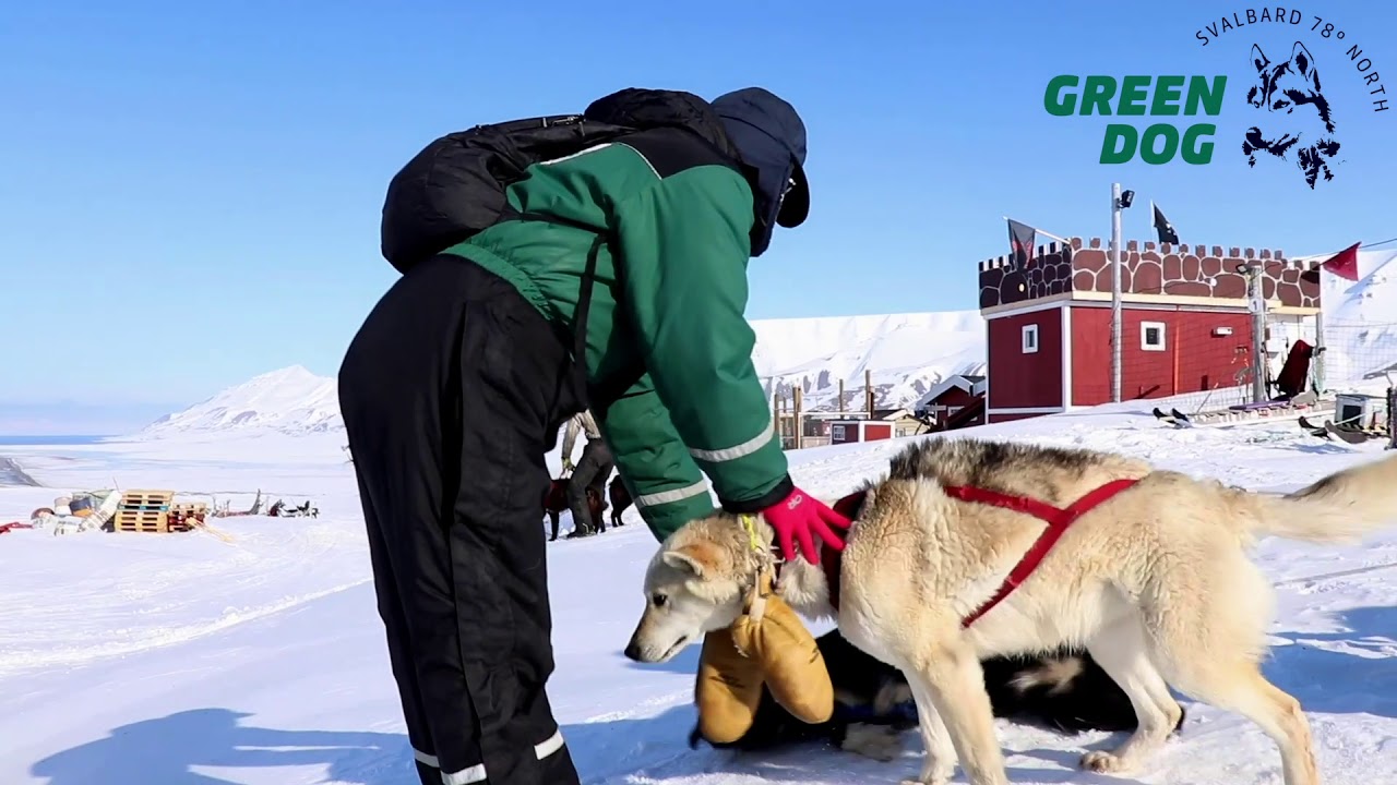 green dog svalbard day tours