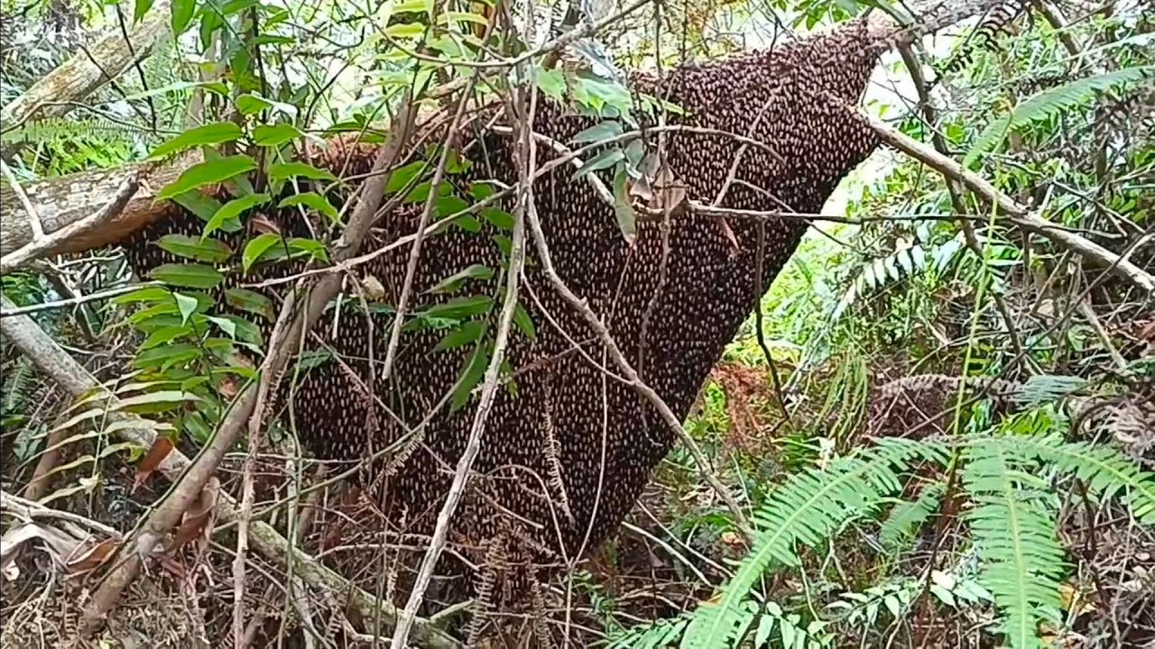 Rendah dan super jumbo sarangnya