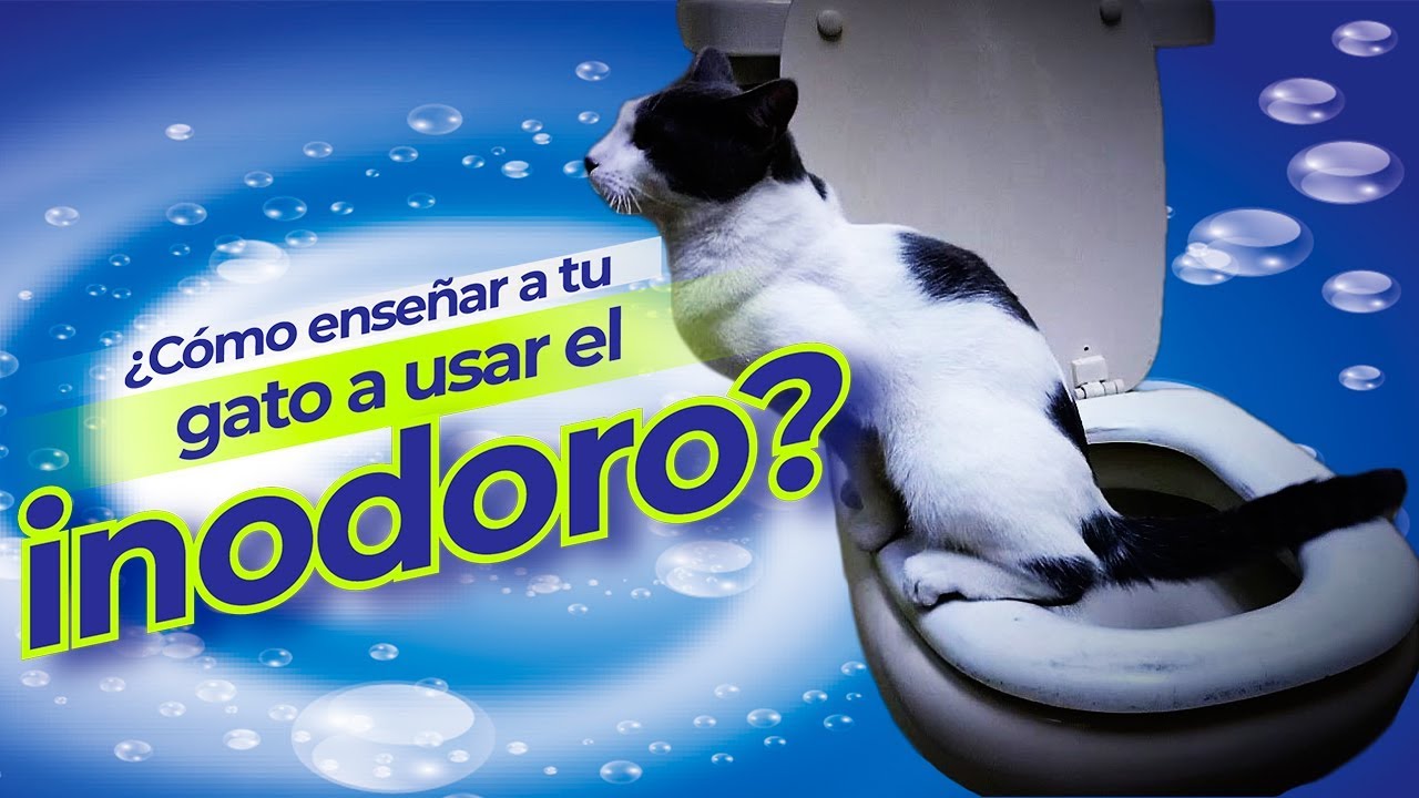 Como enseñar a tu gato a ir al baño y usar el inodoro paso a paso, esto