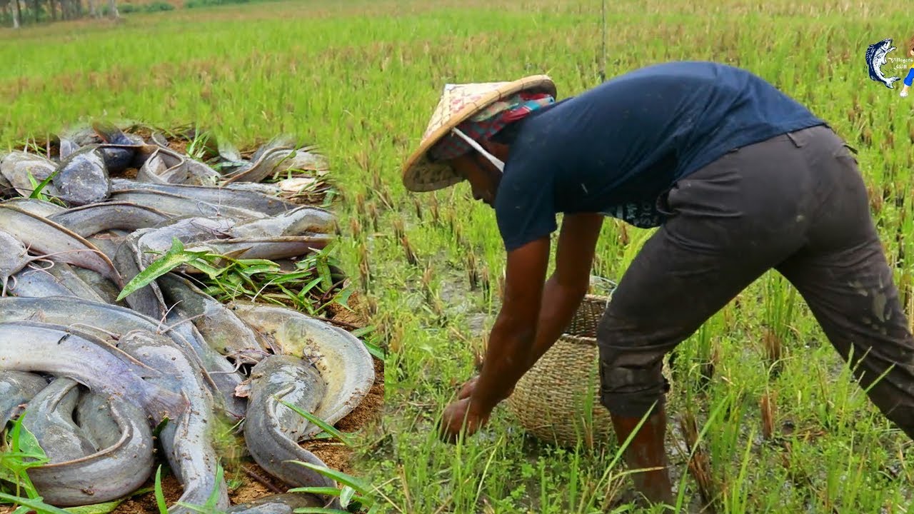In The Rain । Village Boy Catching Catfish । VILLAGERS SKILL
