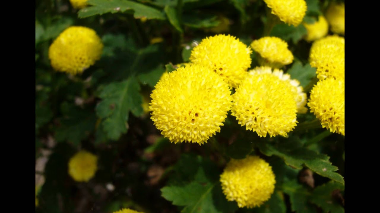 Blommande kantzoner 2016 10 02
