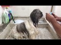 Hidratación y brillo con aceite de coco | La Casita de los Shih Tzu