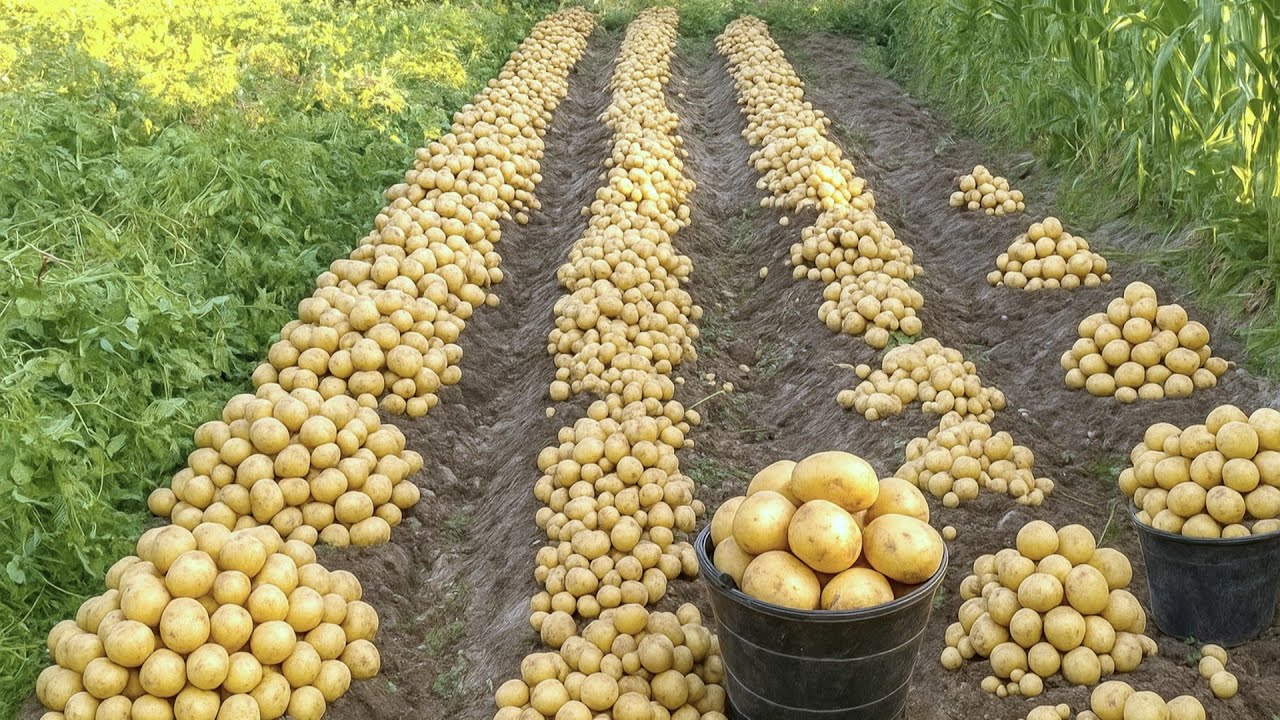 Growing potatoes at home (full video) / Uy sharoitida kartoshka yetishtirish