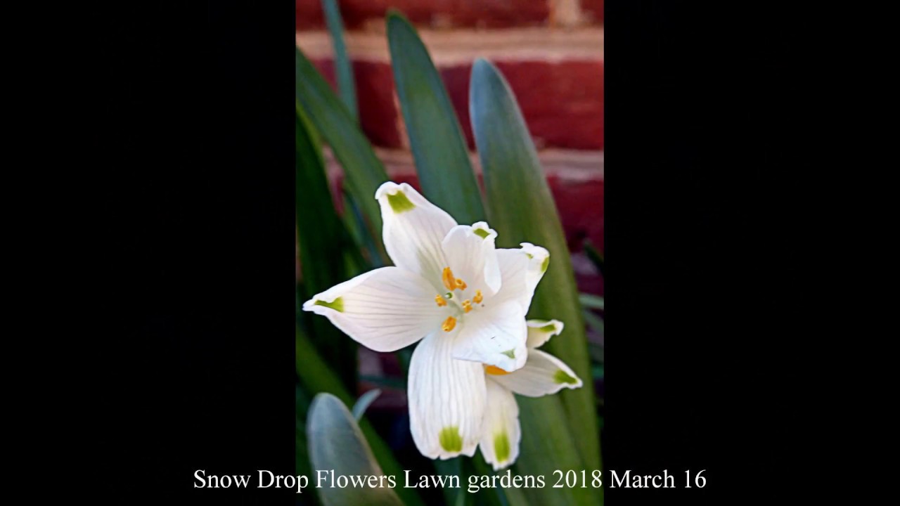 Spring Flowers 2 in the Lawn Gardens 2018 March 16