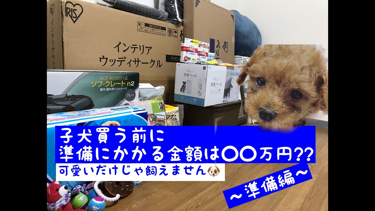 費用は 万円？？子犬を飼う前に知っておきたい事！トイプードル(토이 푸들) YouTube