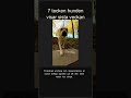 7 tecken hunden visar sista veckan #Shorts