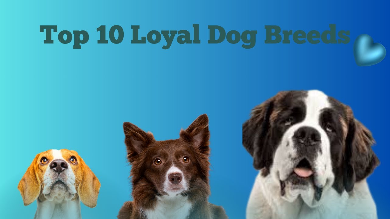 🐾Top 10 Dogs Ready to Sacrifice for You! 🐕10 Most Loyal Dog Breeds ...