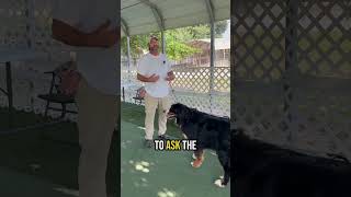 Why You Shouldn’t Walk Your Dog Every Day Dog Exercise Tips