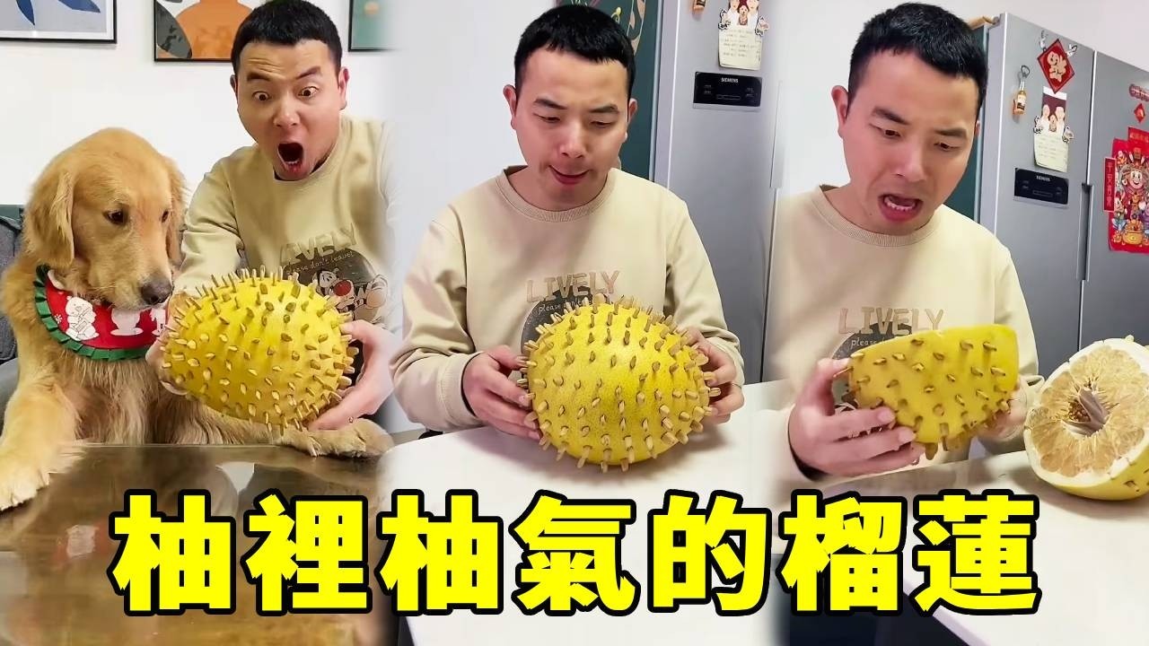 香噴噴的榴槤擺面前，四毛眼睛亮晶晶：怎麼還不送到我嘴裡～【起错名的四毛】