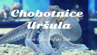 Chobotnice Uršula - Mořský svět Praha
