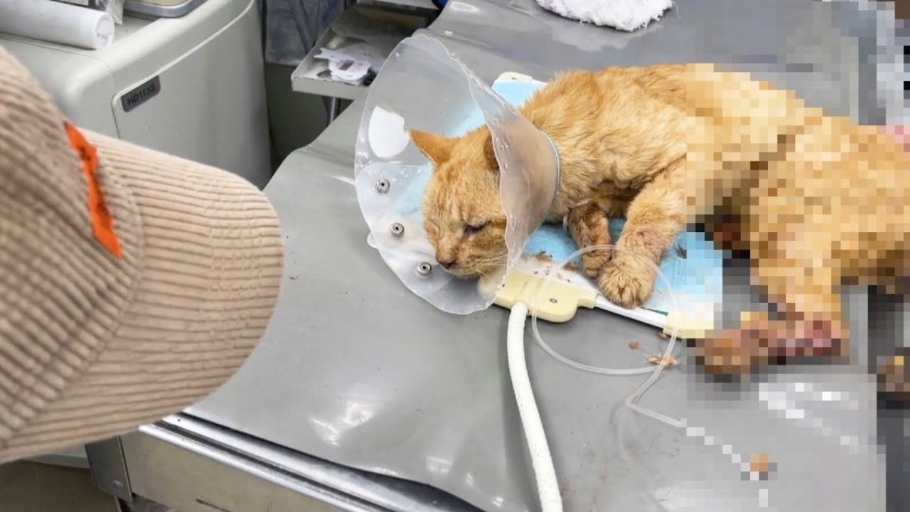 車に轢かれ保護した猫が深刻な状況 決断を迫られる Youtube