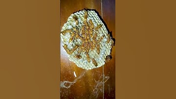 Paper Wasp Nest #paperwasp #paper #wasp #nest #hive