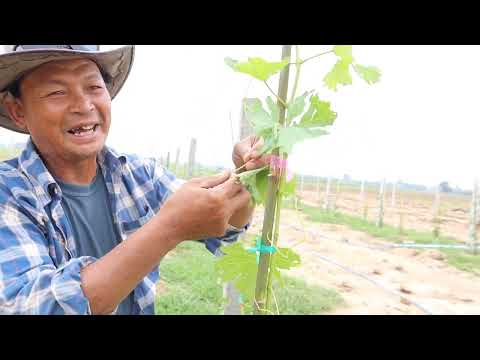 วีดีโอ: ปลูกองุ่น - ปลูกองุ่นในสวน