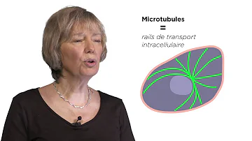 Où se trouve les microtubules ?