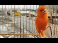 أفضل غناء كناري لتدريب طائرك على التغريد المستمر 🐦 Canary training champion song