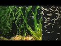 Размножение золотой рыбки оранды. От нереста до малёчка в одном видео!