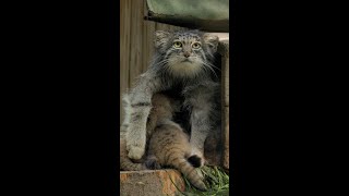 Six Pallas's cat kittens born in Novosibirsk zoo to a cat named Mia